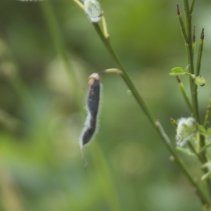 Photographie n°95234 du taxon Cytisus scoparius (L.) Link [1822]