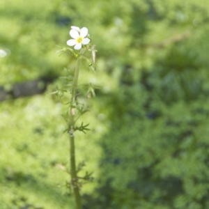 Photographie n°95238 du taxon Hottonia palustris L. [1753]