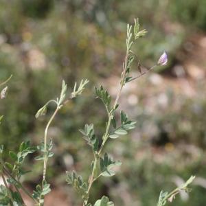 Photographie n°95266 du taxon Vicia nigricans (M.Bieb.) Coss. & Germ. [1861]