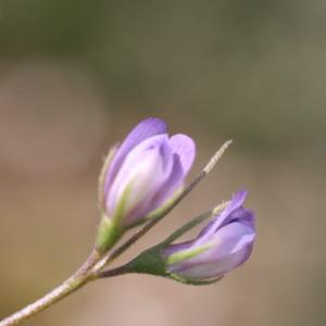 Photographie n°95267 du taxon Vicia nigricans (M.Bieb.) Coss. & Germ. [1861]