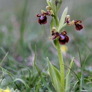 Photographie n°95271 du taxon Ophrys speculum Link [1799]