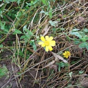 Photographie n°95284 du taxon Chrysanthemum segetum L. [1753]