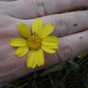 Photographie n°95286 du taxon Chrysanthemum segetum L. [1753]