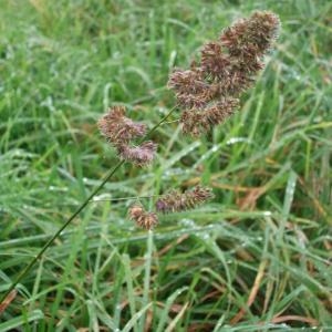 Photographie n°95289 du taxon Dactylis glomerata L. [1753]