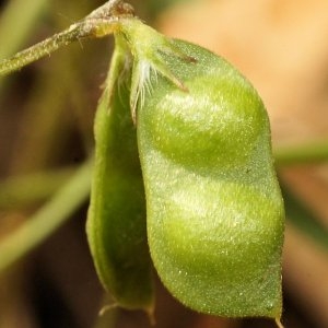 Photographie n°95298 du taxon Vicia loiseleurii (M.Bieb.) Litv.