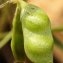  liliane Pessotto - Vicia loiseleurii (M.Bieb.) Litv.