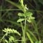  liliane Pessotto - Vicia loiseleurii (M.Bieb.) Litv.