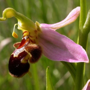 Photographie n°95311 du taxon Ophrys apifera Huds. [1762]