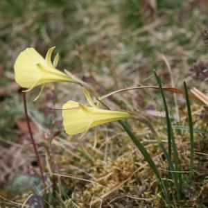 Photographie n°95315 du taxon Narcissus bulbocodium L. [1753]