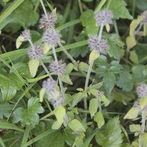 Photographie n°95319 du taxon Clinopodium vulgare L.