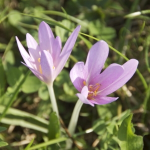 Photographie n°95323 du taxon Colchicum autumnale L. [1753]