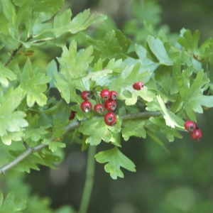 Photographie n°95327 du taxon Crataegus monogyna Jacq. [1775]