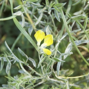 Photographie n°95337 du taxon Lathyrus pratensis L. [1753]