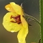  Marie  Portas - Verbascum blattaria L.