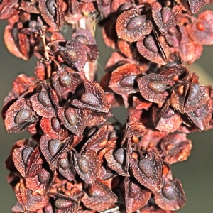  - Rumex crispus var. crispus 