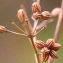  Marie  Portas - Thalictrum flavum L. [1753]