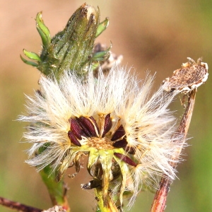 Photographie n°95371 du taxon Picris hieracioides subsp. hieracioides