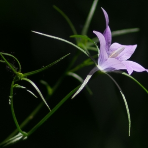 Photographie n°95374 du taxon Campanula patula L. [1753]