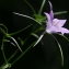  Jean-Jacques Houdré - Campanula patula L. [1753]