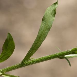 Photographie n°95376 du taxon Campanula patula L. [1753]