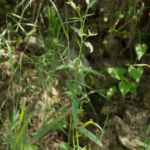 Photographie n°95382 du taxon Epilobium lanceolatum Sebast. & Mauri [1818]