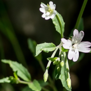 Photographie n°95383 du taxon Epilobium lanceolatum Sebast. & Mauri [1818]