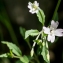  Jean-Jacques Houdré - Epilobium lanceolatum Sebast. & Mauri [1818]