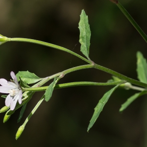 Photographie n°95384 du taxon Epilobium lanceolatum Sebast. & Mauri [1818]