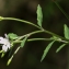  Jean-Jacques Houdré - Epilobium lanceolatum Sebast. & Mauri [1818]