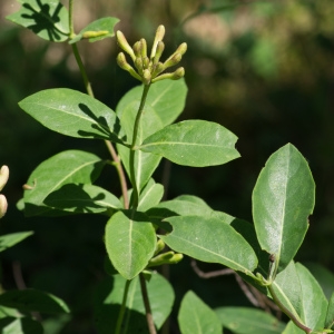 Photographie n°95387 du taxon Lonicera periclymenum L. [1753]