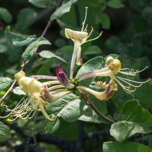 Photographie n°95388 du taxon Lonicera periclymenum L. [1753]