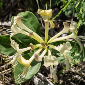 Photographie n°95389 du taxon Lonicera periclymenum L. [1753]