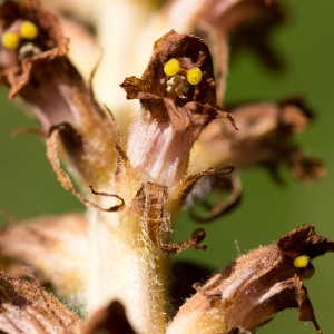 Photographie n°95393 du taxon Orobanche rapum-genistae Thuill. [1799]