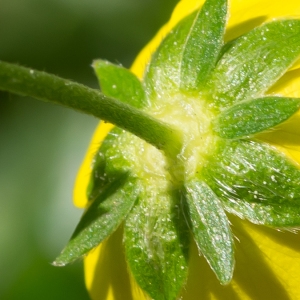 Photographie n°95403 du taxon Potentilla aurea L. [1756]