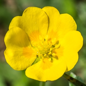 Photographie n°95404 du taxon Potentilla aurea L. [1756]