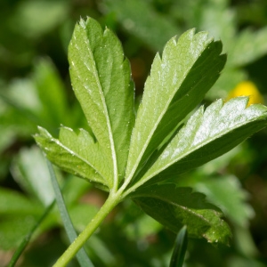 Photographie n°95406 du taxon Potentilla aurea L. [1756]