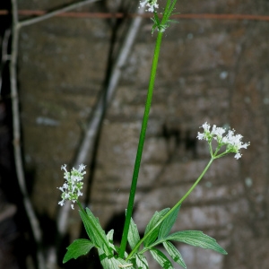 Photographie n°95417 du taxon Valeriana officinalis L. [1753]