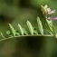  Jean-Jacques Houdré - Vicia cracca L.