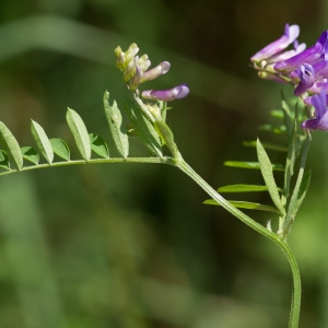 Photographie n°95424 du taxon Vicia cracca L.