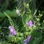  Jean-Jacques Houdré - Vicia cracca L.