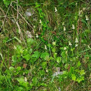 Photographie n°95456 du taxon Pyrola minor L. [1753]