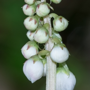 Photographie n°95458 du taxon Pyrola minor L. [1753]