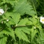  Jean-Jacques Houdré - Ranunculus aconitifolius L. [1753]