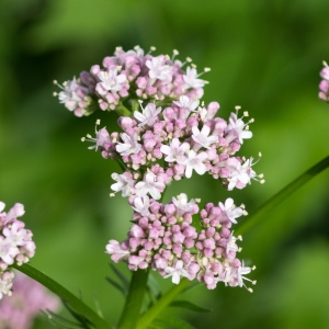 Photographie n°95472 du taxon Valeriana officinalis L. [1753]