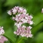  Jean-Jacques Houdré - Valeriana officinalis L. [1753]