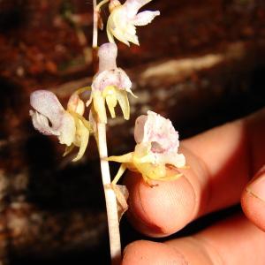  - Epipogium aphyllum Sw. [1814]