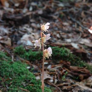  - Epipogium aphyllum Sw. [1814]