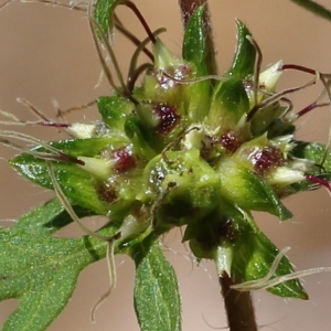 Photographie n°95550 du taxon Ambrosia artemisiifolia L. [1753]
