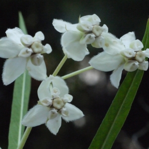 Gomphocarpus physocarpus E.Mey. (Balloon Cottonbush)