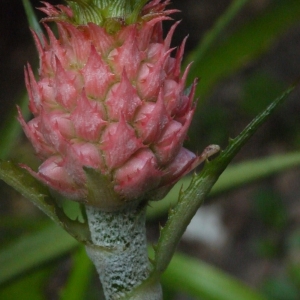 Photographie n°95577 du taxon Ananas comosus (L.) Merr. [1917]